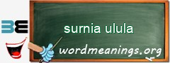 WordMeaning blackboard for surnia ulula
